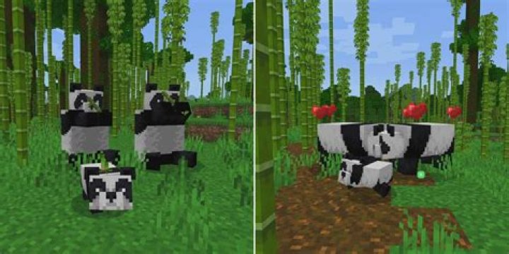 How do i breed pandas in minecraft