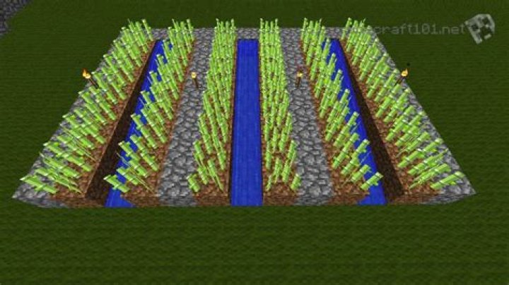 How do i plant sugarcane in minecraft