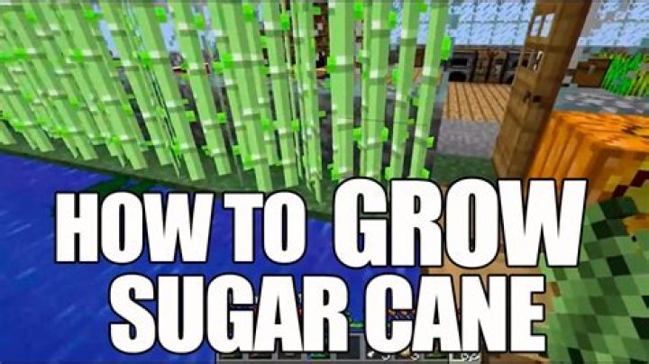How do you grow sugarcane in minecraft