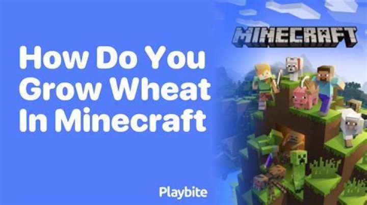 How do you grow wheat in minecraft