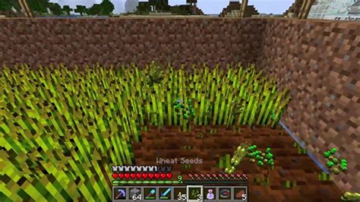 How do you harvest wheat in minecraft