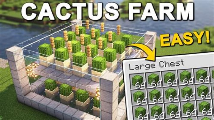 How long for cactus to grow minecraft