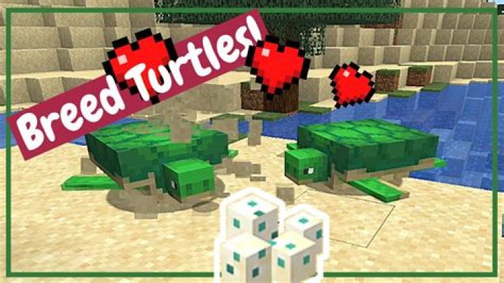 How to breed a turtle in minecraft