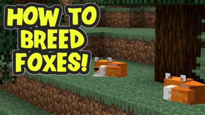 How to breed foxes in minecraft 1.14