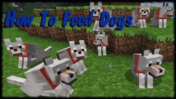 How to feed a dog in minecraft