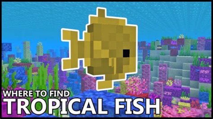 How to find tropical fish in minecraft