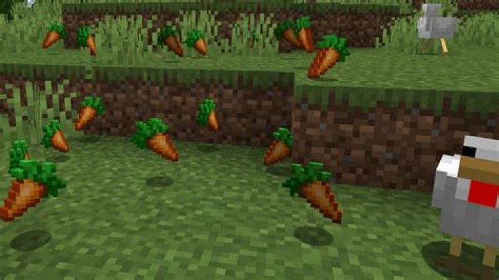 How to get a carrot in minecraft