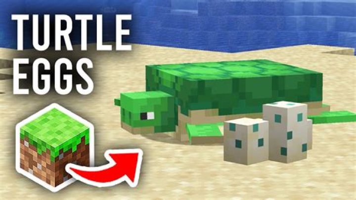 How to get turtle eggs in minecraft