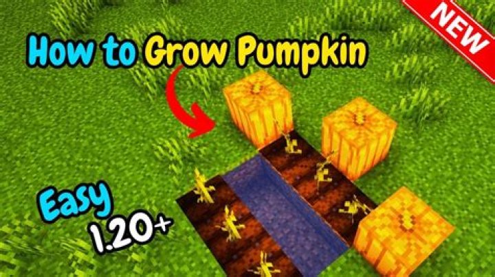 How to grow a pumpkin in minecraft