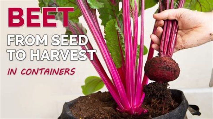 How to grow beets in minecraft