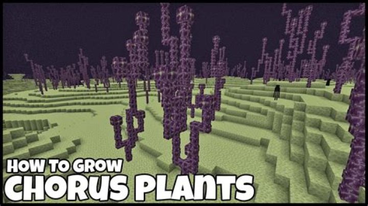 How to grow chorus plant in minecraft