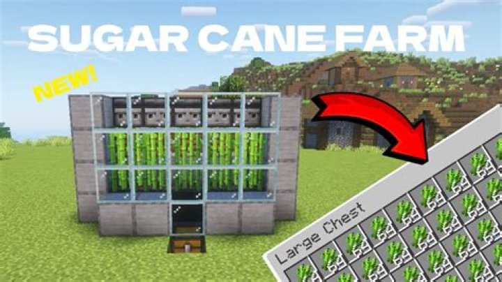 How to grow sugar canes in minecraft