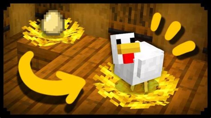 How to make chickens lay eggs minecraft