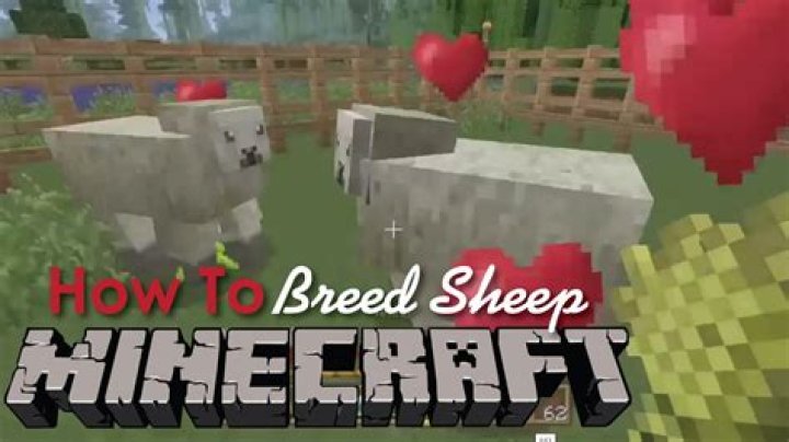 How to make sheep mate in minecraft
