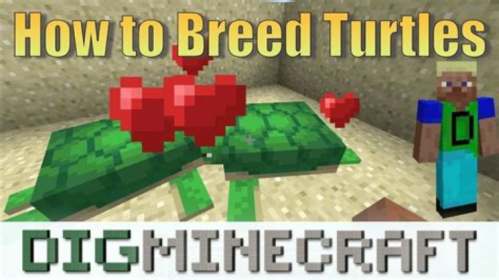 How to make turtles breed in minecraft