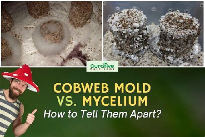 How to stop mycelium growth minecraft