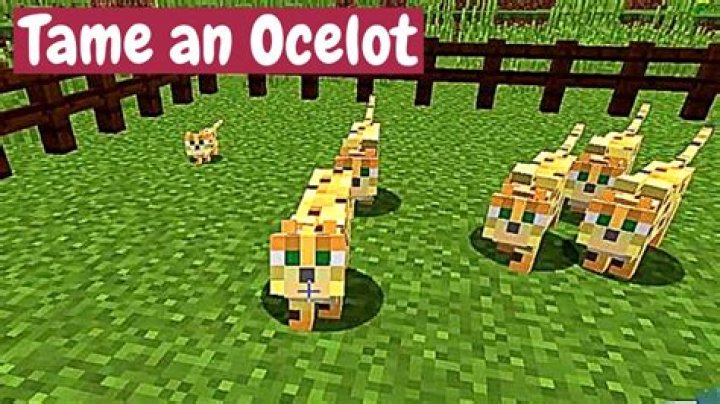 How to tame a cheetah in minecraft
