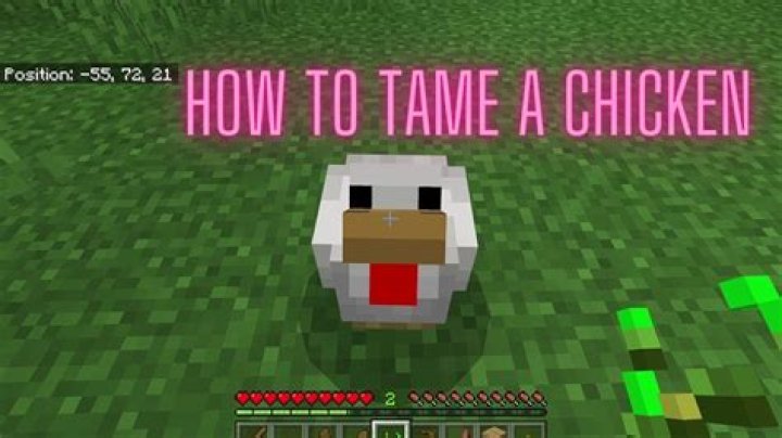 How to tame a chicken in minecraft