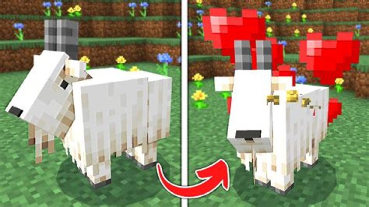 How to tame a goat in minecraft