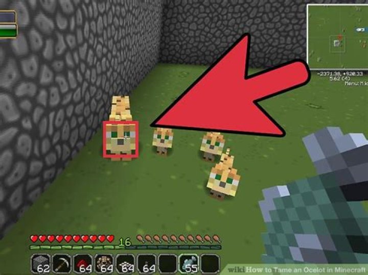 How to tame a ocelot in minecraft