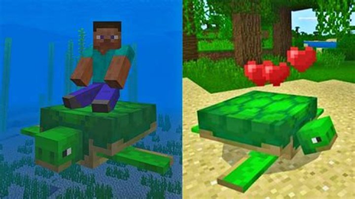 How to tame a turtle in minecraft