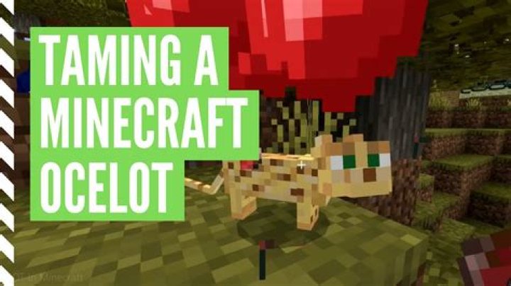 How to tame an ocelot minecraft