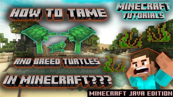 How to tame sea turtles in minecraft