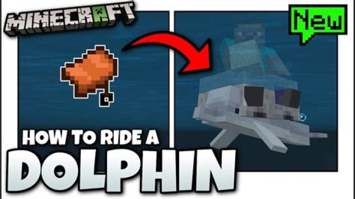 Minecraft how to ride a dolphin