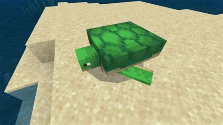 What do sea turtles eat in minecraft