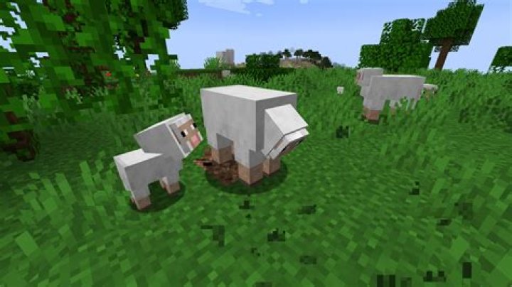 What do sheep eat on minecraft
