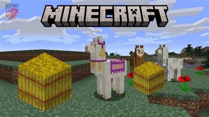 What do the llamas eat in minecraft