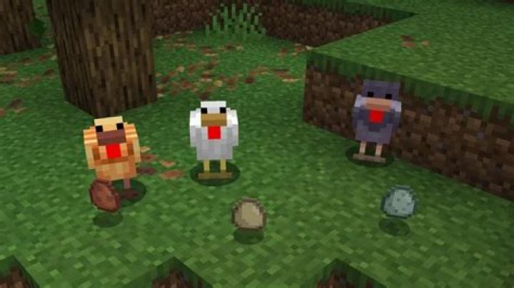 What do you feed chickens in minecraft