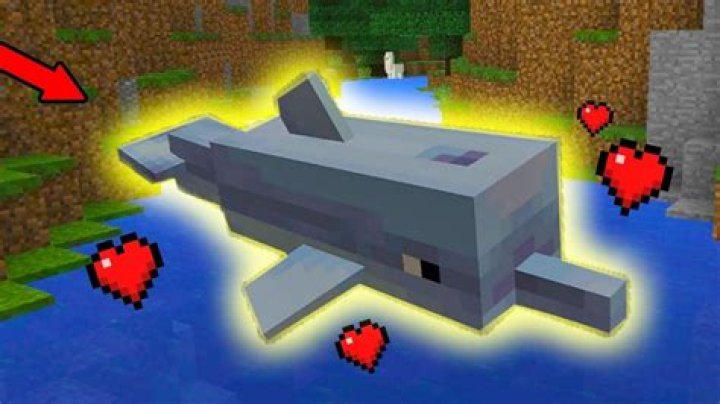 What do you feed dolphins in minecraft
