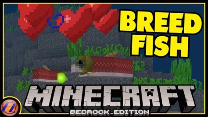 What do you feed fish in minecraft
