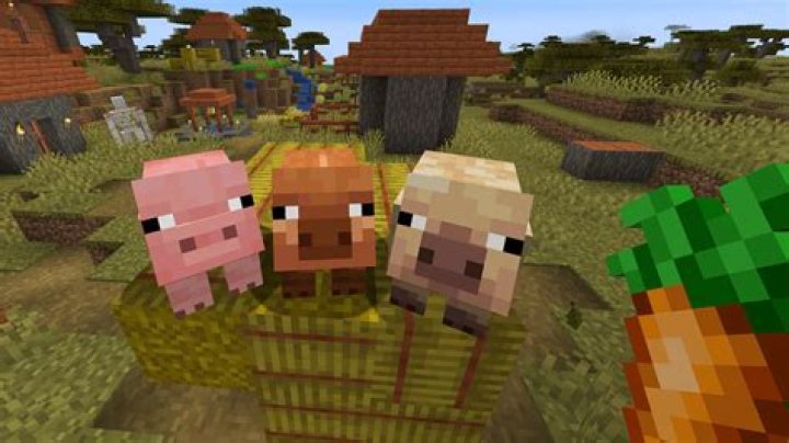 What do you feed pigs in minecraft