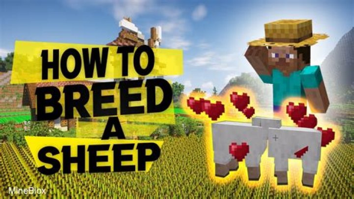 What do you feed sheep in minecraft