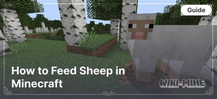What food do sheep eat in minecraft