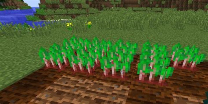 What is beetroot used for in minecraft