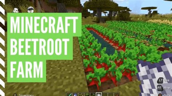 What to do with beetroot minecraft