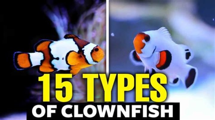 What to do with clownfish in minecraft