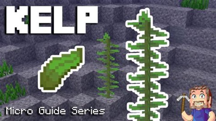 Where to find kelp in minecraft